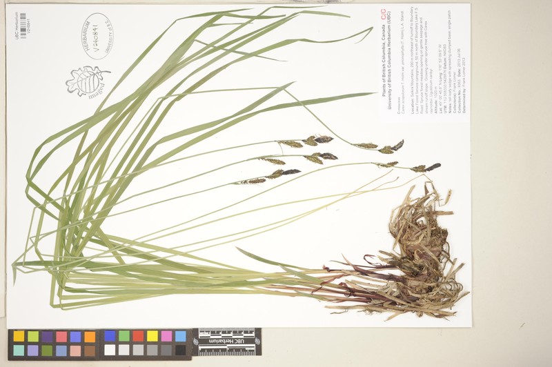 Carex scopulorum var. prionophylla photo 2