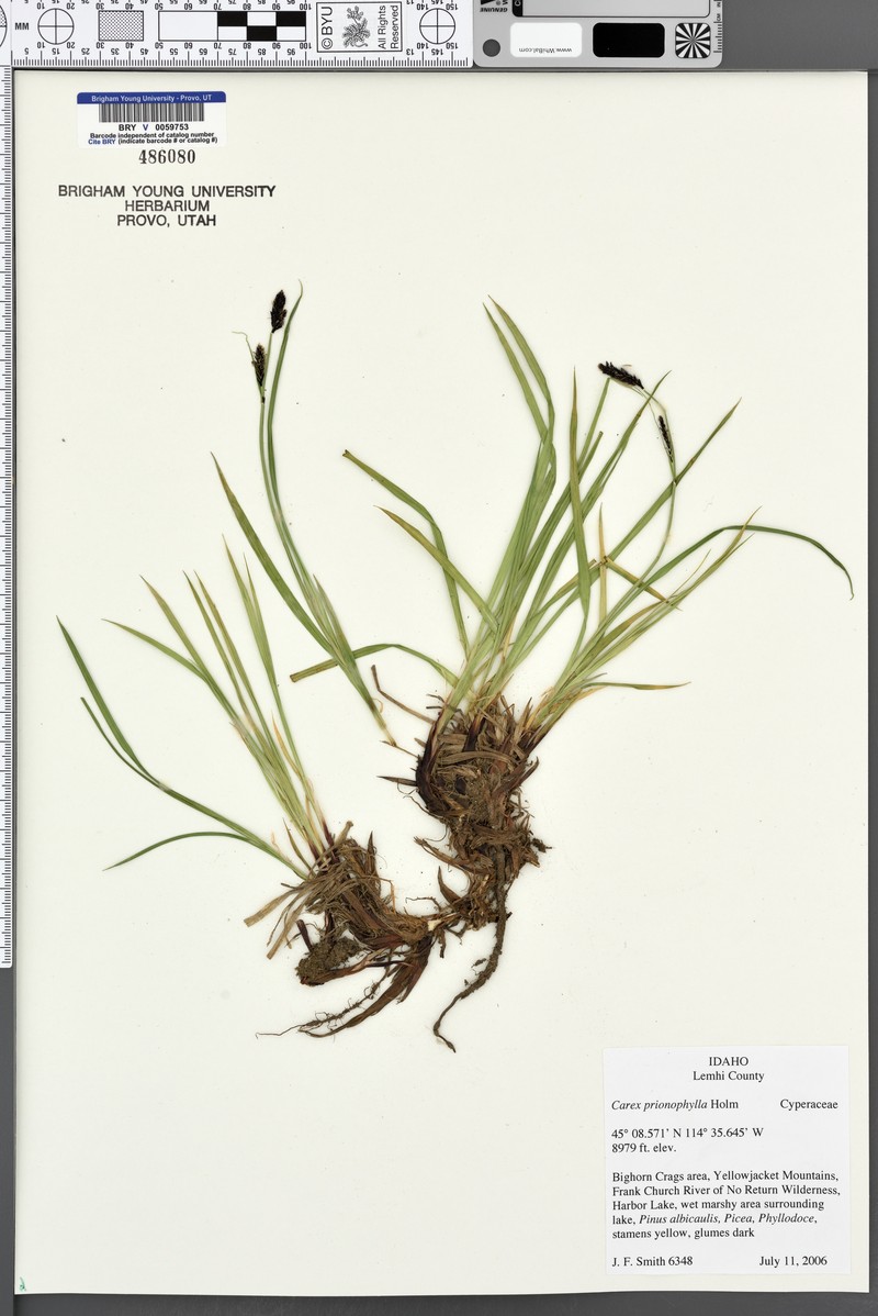 Carex scopulorum var. prionophylla photo 3