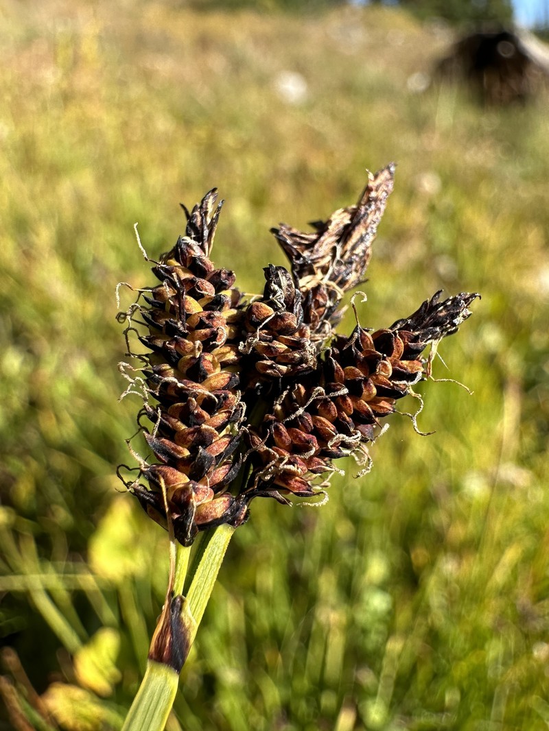 Carex scopulorum var. scopulorum