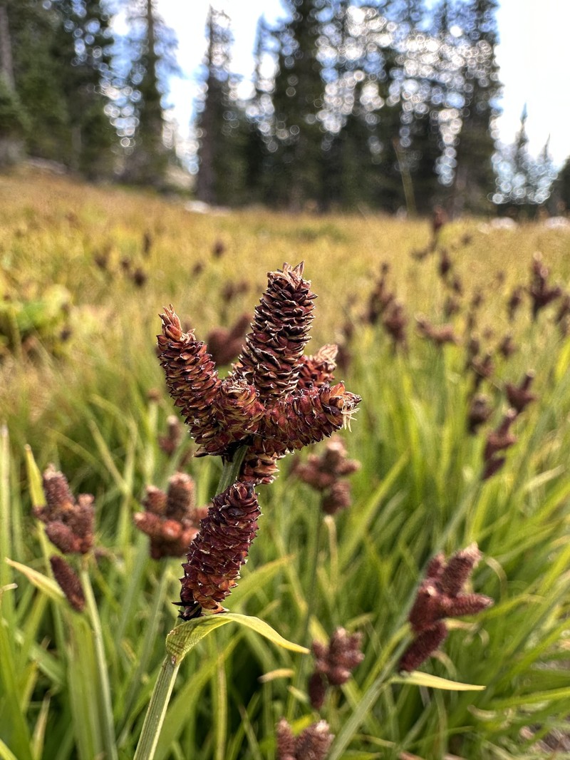 Carex scopulorum var. scopulorum photo 2