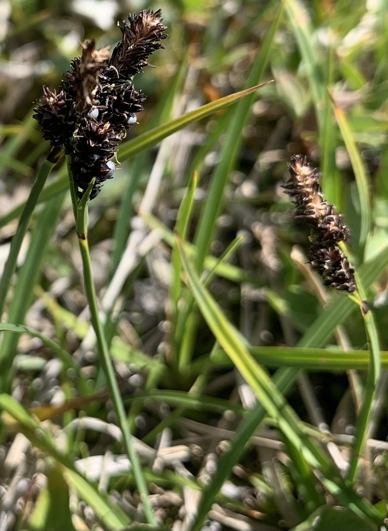 Carex scopulorum var. scopulorum photo 3