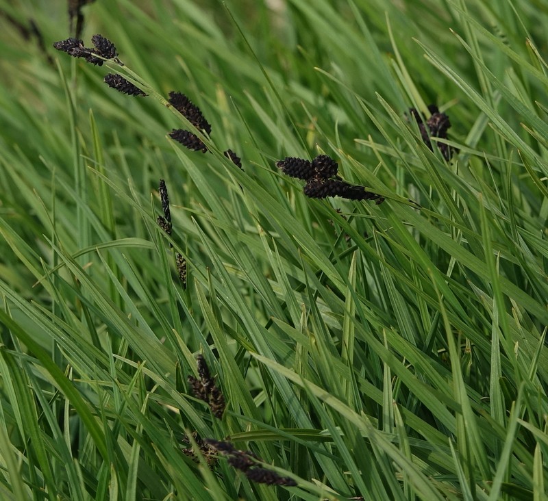 Carex scopulorum var. scopulorum photo 4