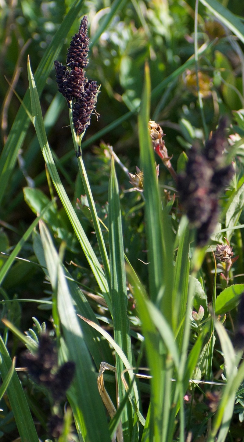 Carex scopulorum var. scopulorum photo 5