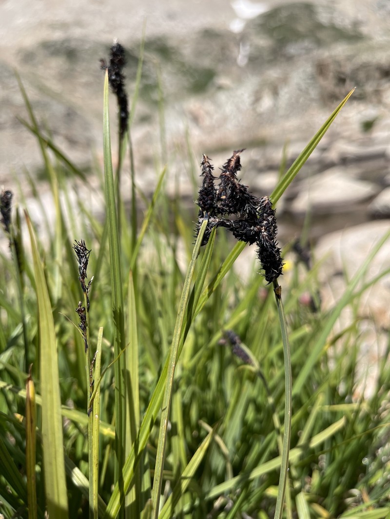 Carex scopulorum var. scopulorum photo 6