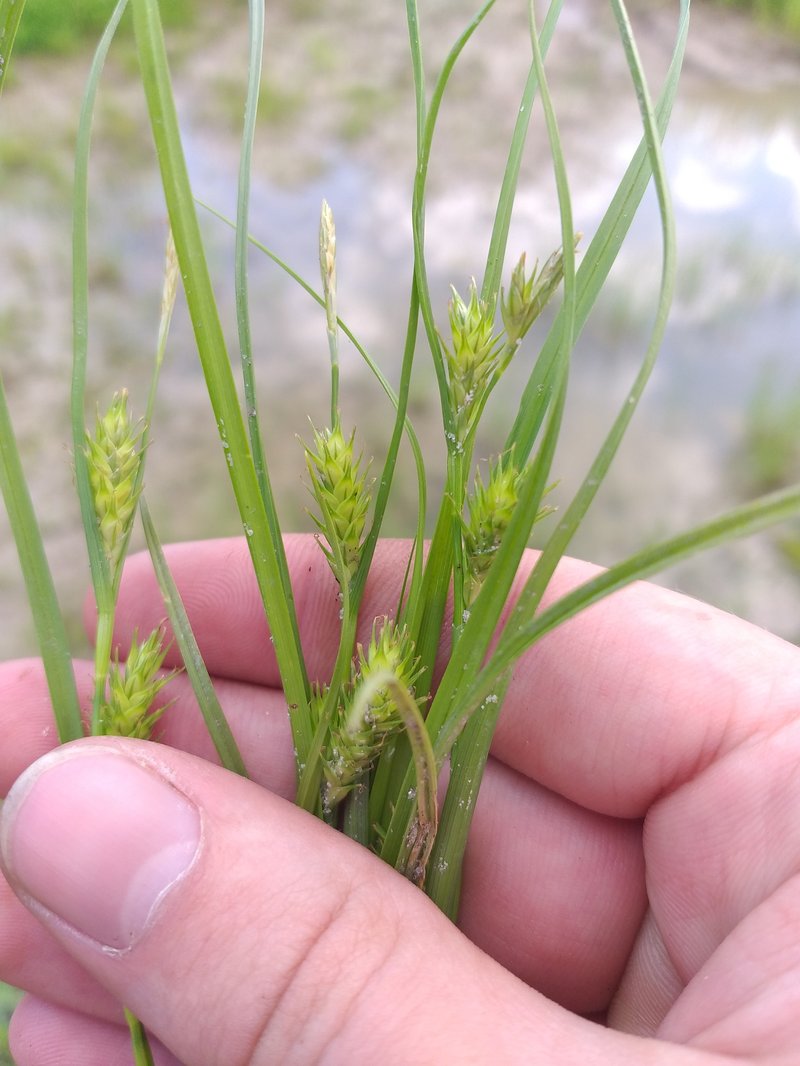 Rye Sedge photo 4