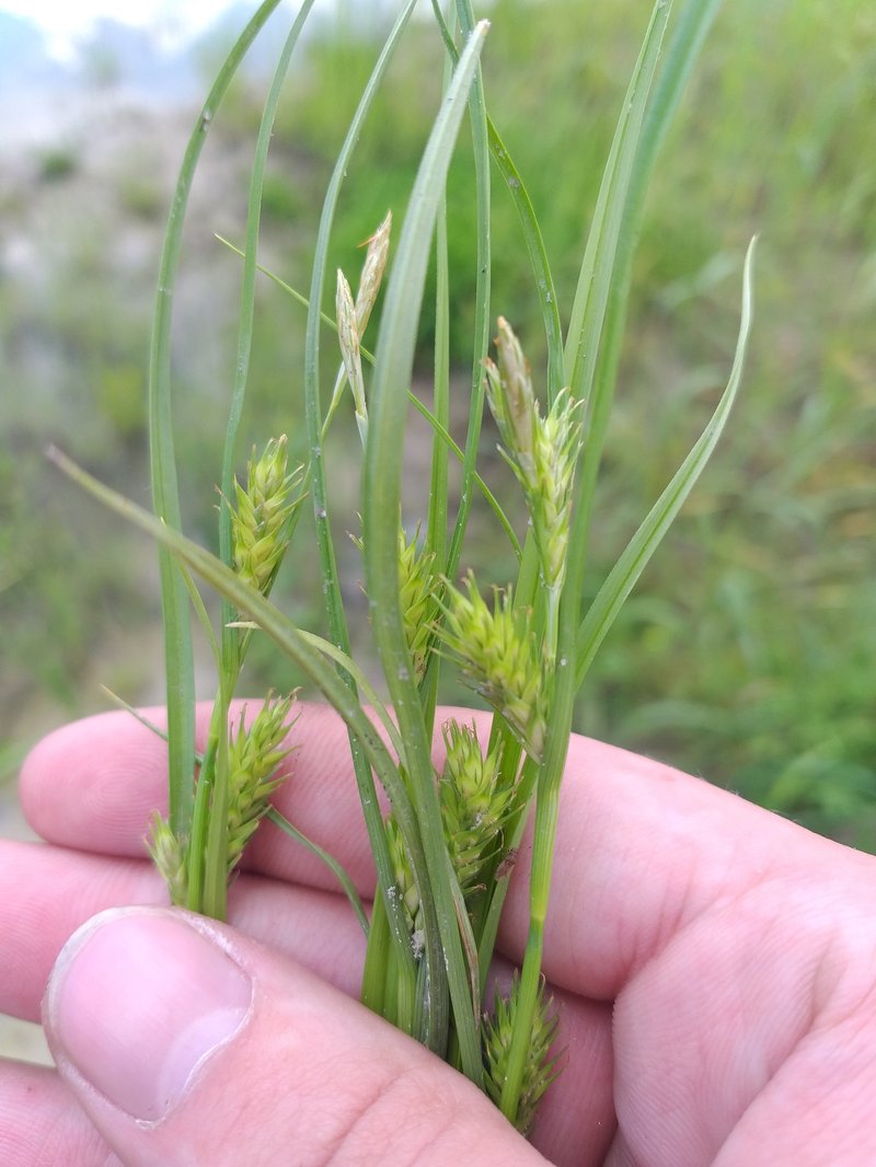 Rye Sedge photo 5