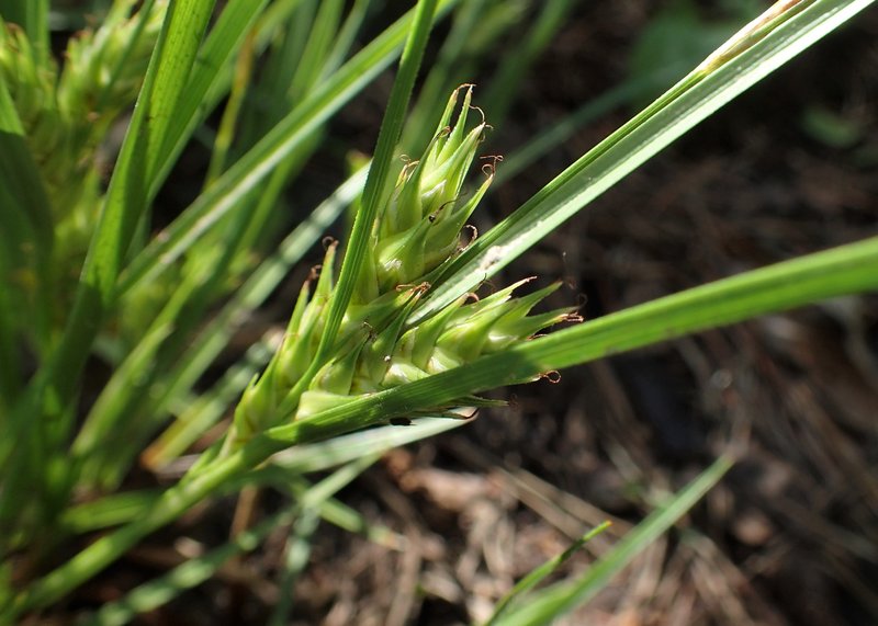Rye Sedge photo 7