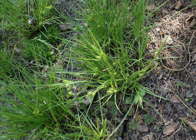 Rye Sedge photo 8