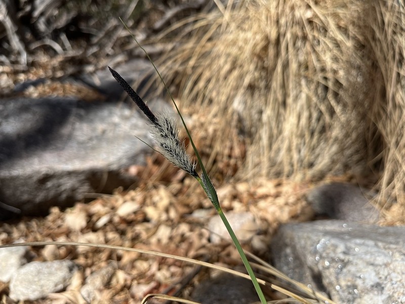 Swamp Carex photo 2