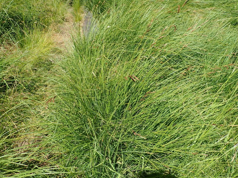 Swamp Carex photo 3
