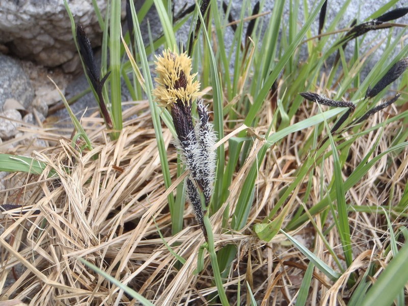 Swamp Carex photo 4