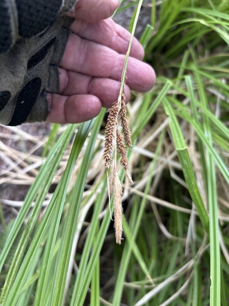 Swamp Carex photo 8