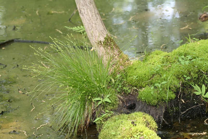 Weak Stellate Sedge
