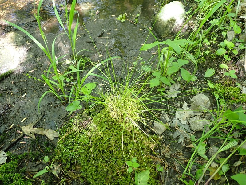 Weak Stellate Sedge photo 2