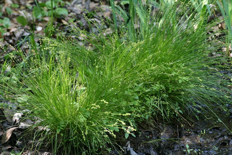 Weak Stellate Sedge photo 3