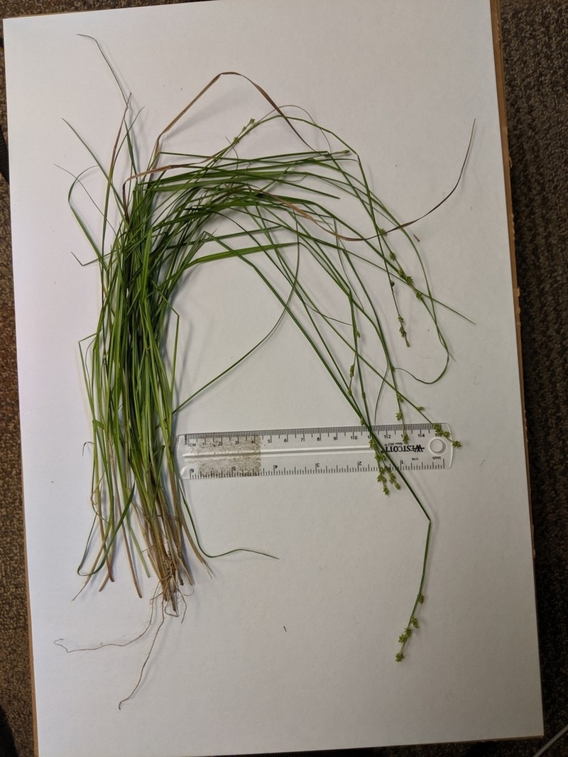Weak Stellate Sedge photo 4