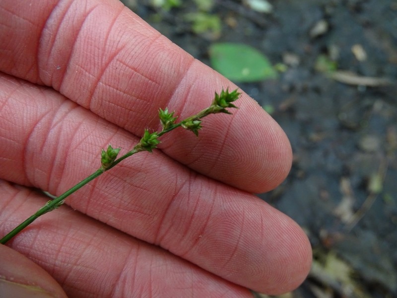 Weak Stellate Sedge photo 5