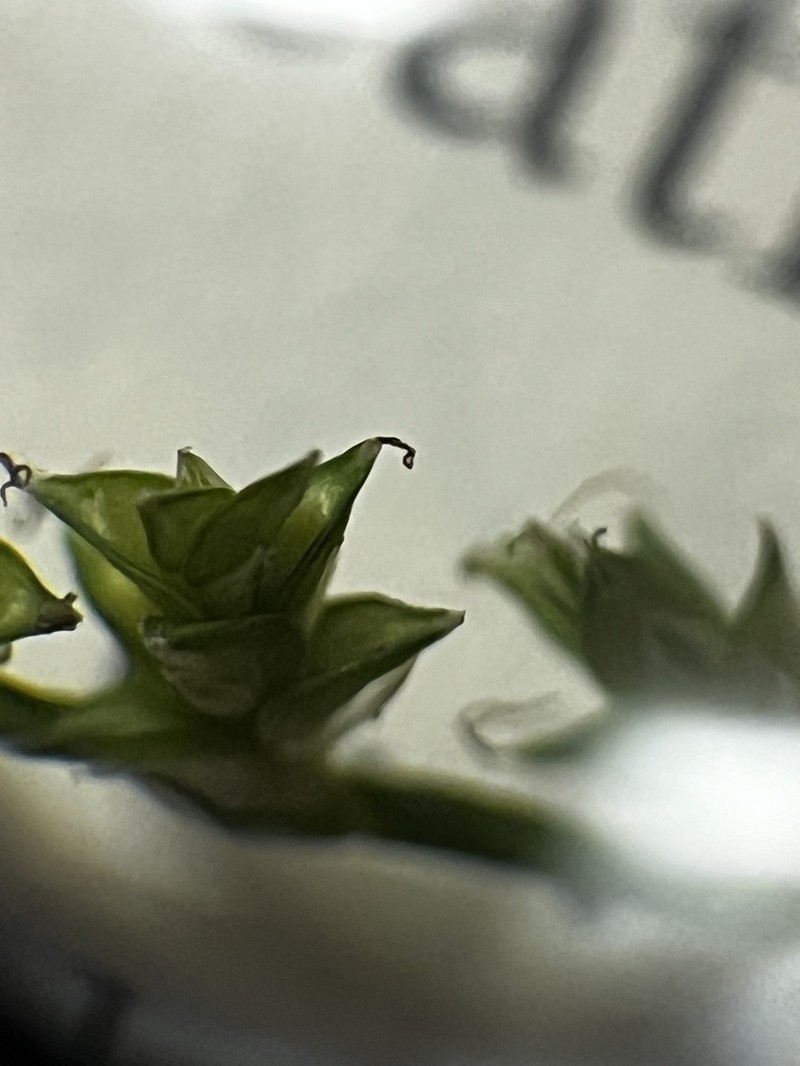 Weak Stellate Sedge photo 6