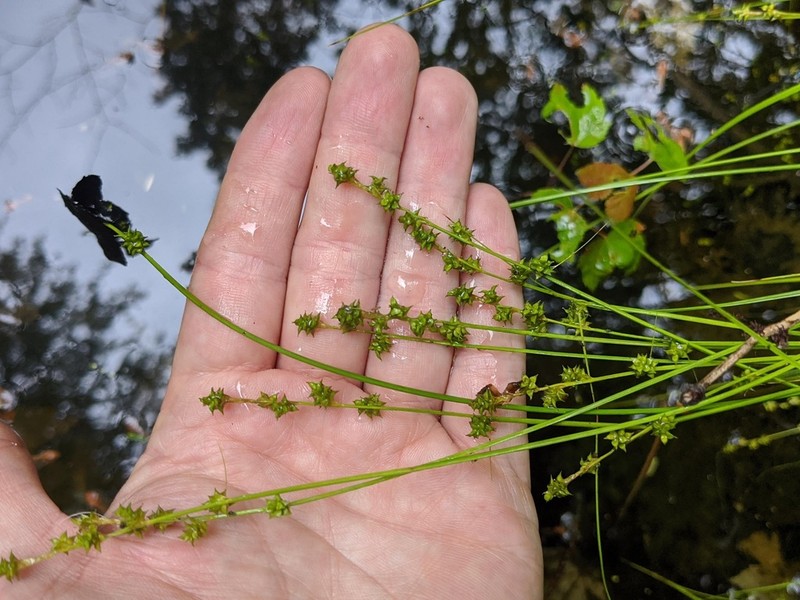 Weak Stellate Sedge photo 7