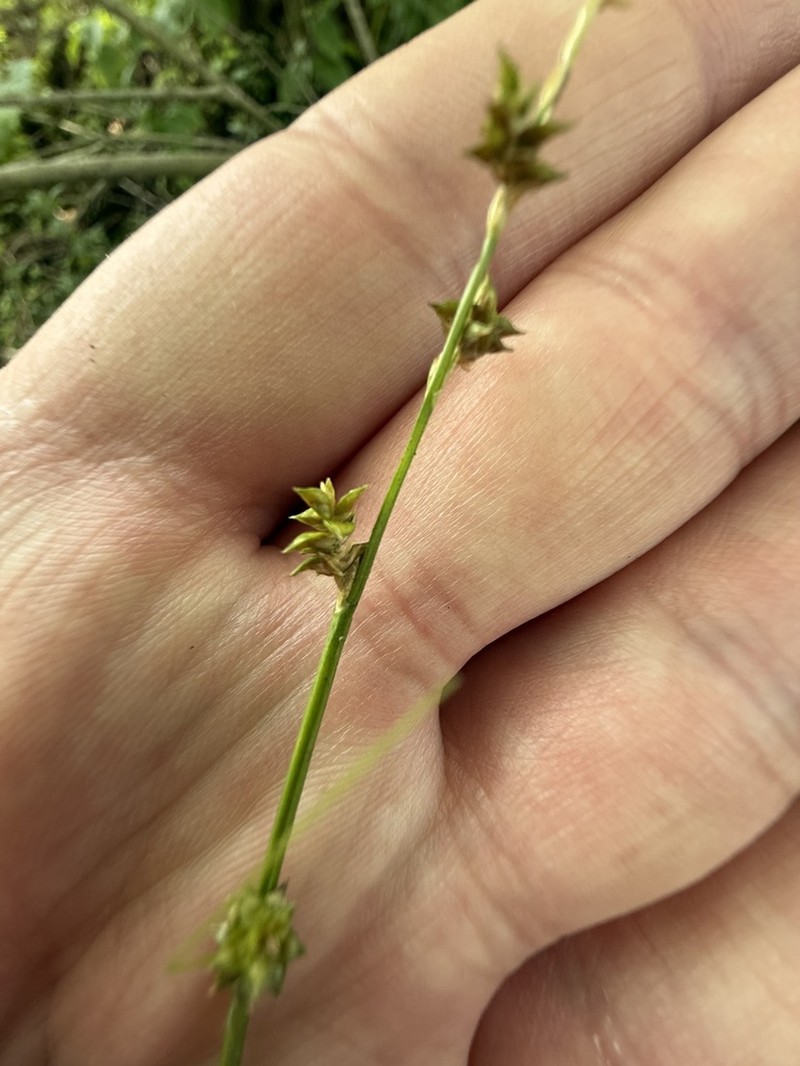 Weak Stellate Sedge photo 8