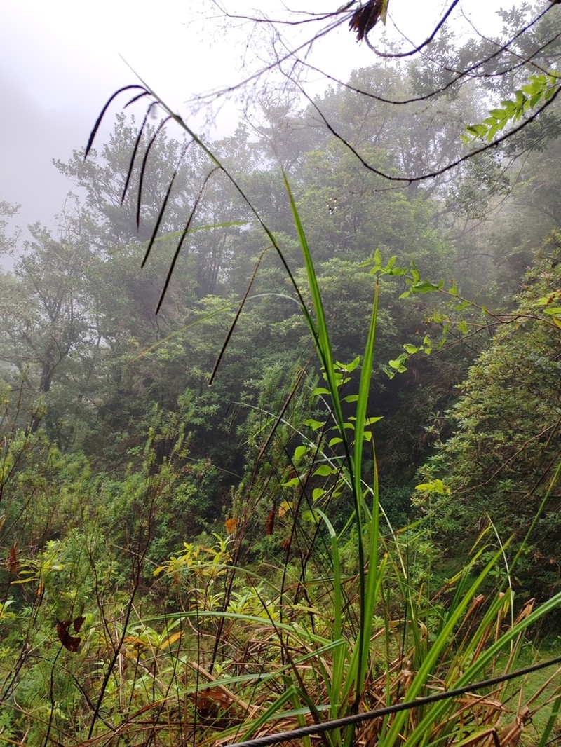 Carex sequeirae