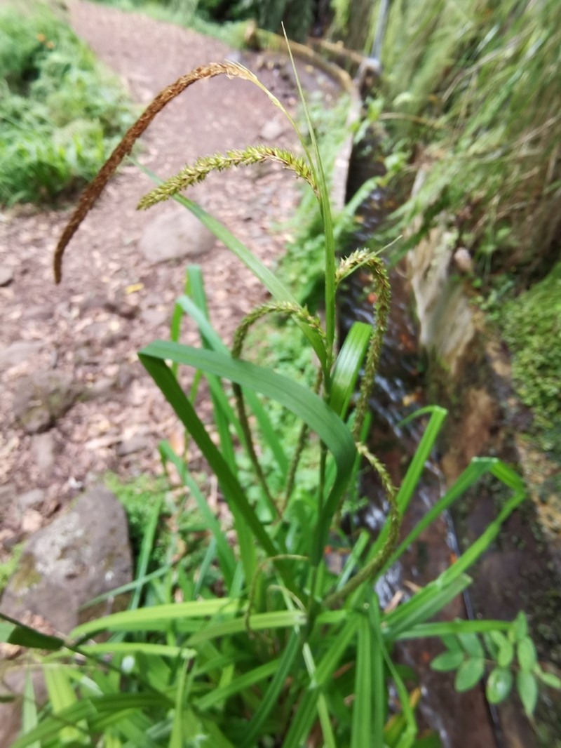 Carex sequeirae photo 2