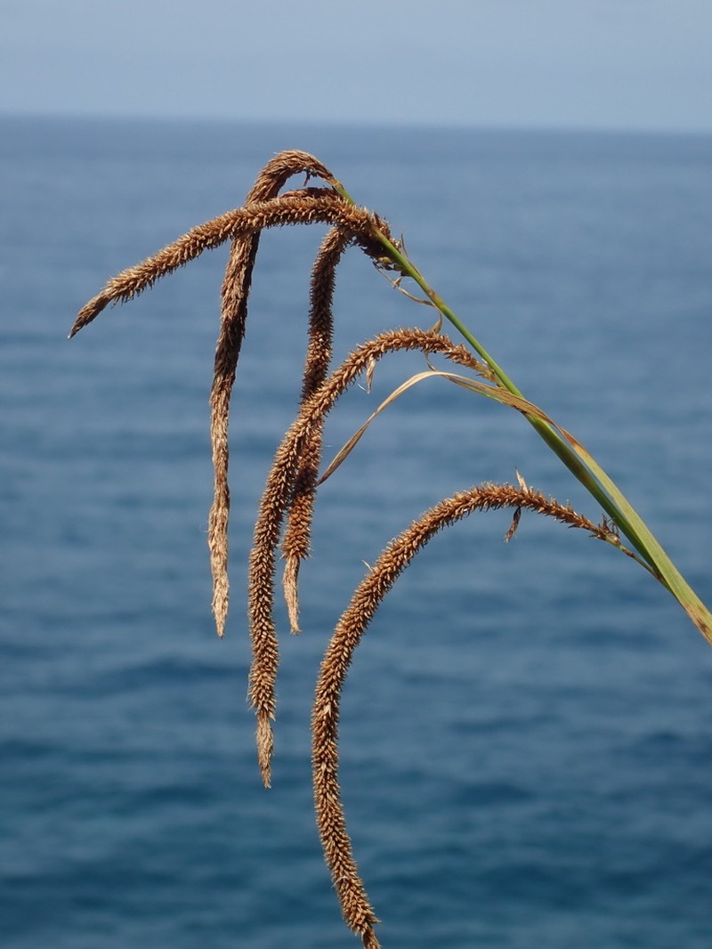 Carex sequeirae photo 3