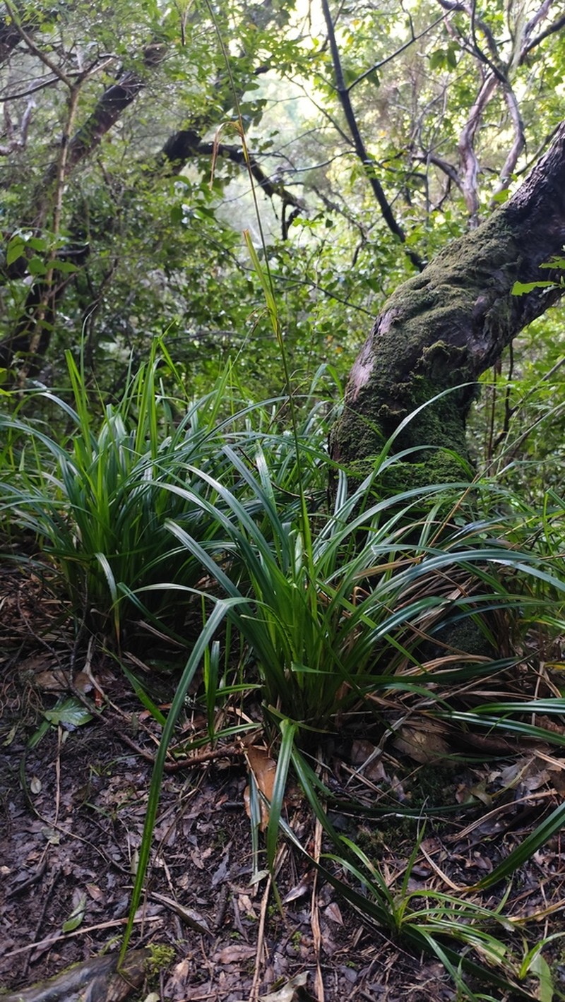 Carex sequeirae photo 4