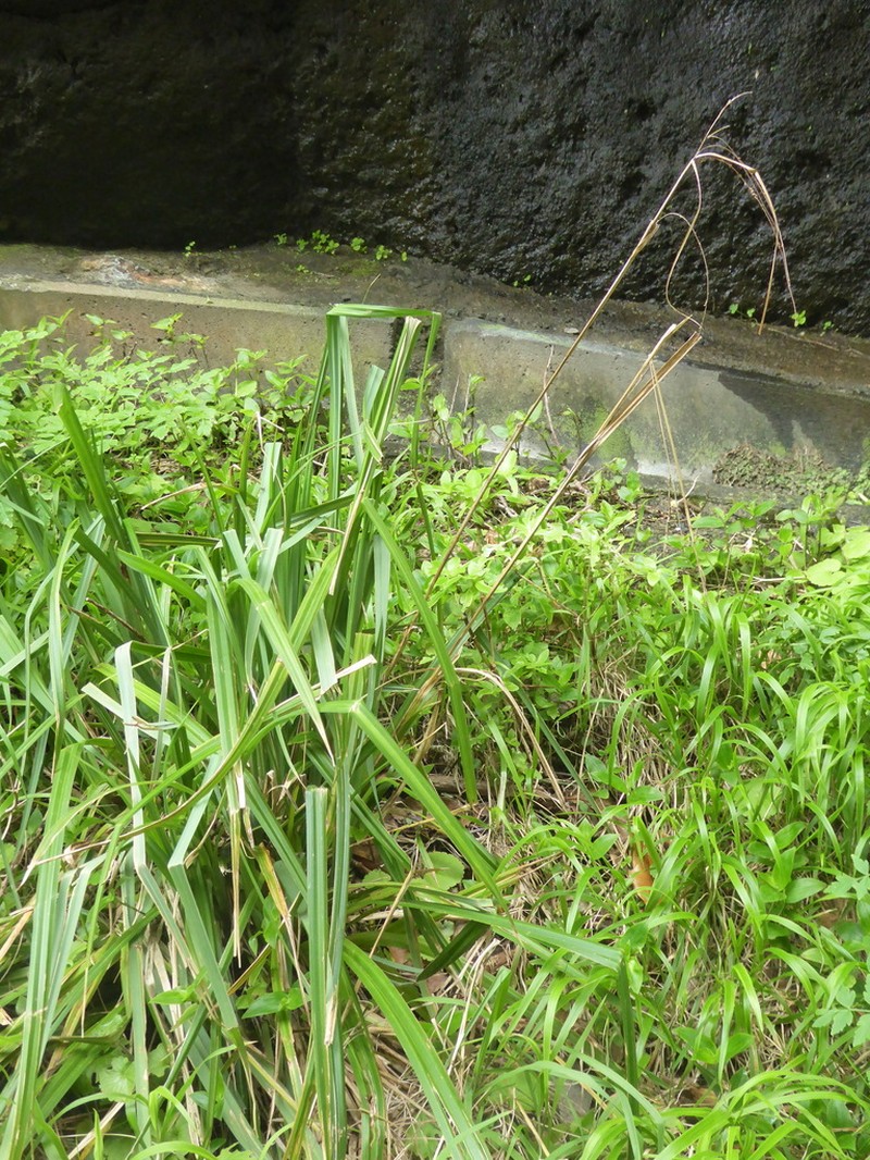Carex sequeirae photo 5