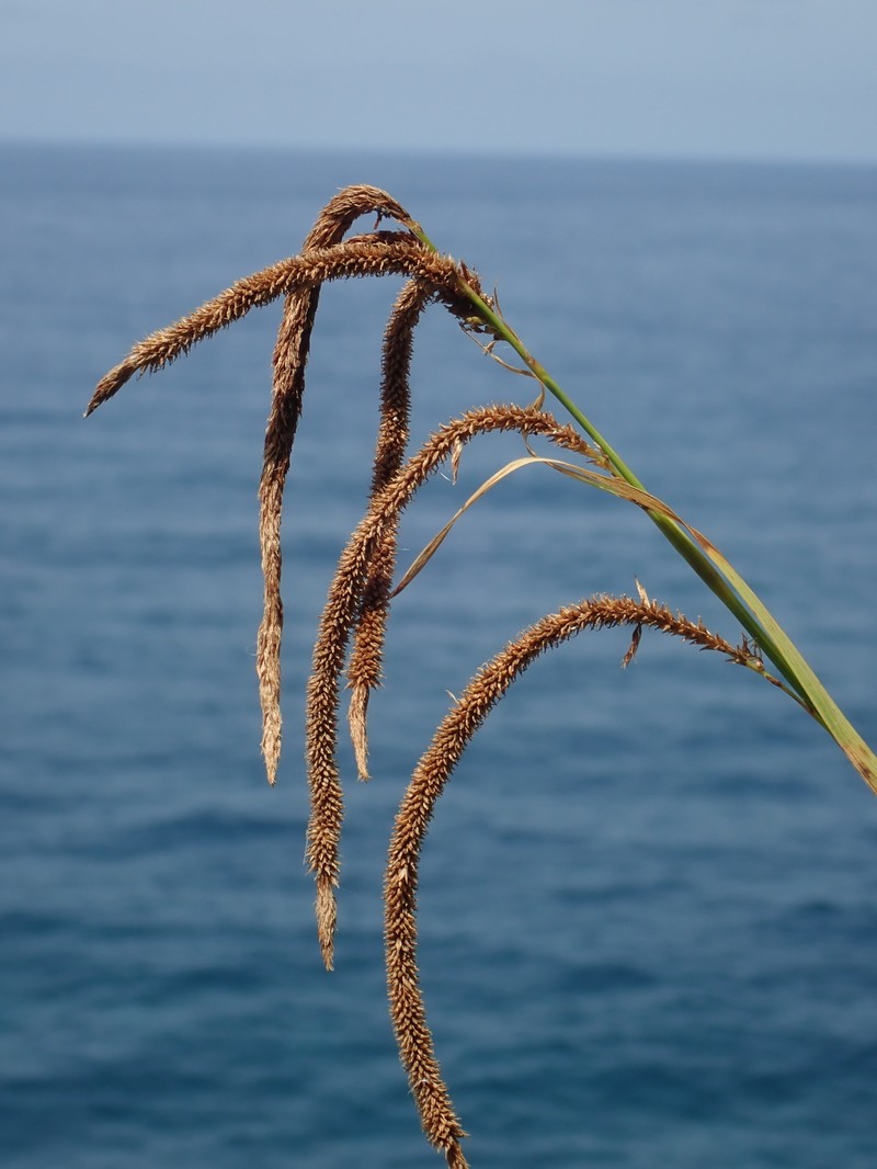 Carex sequeirae photo 7