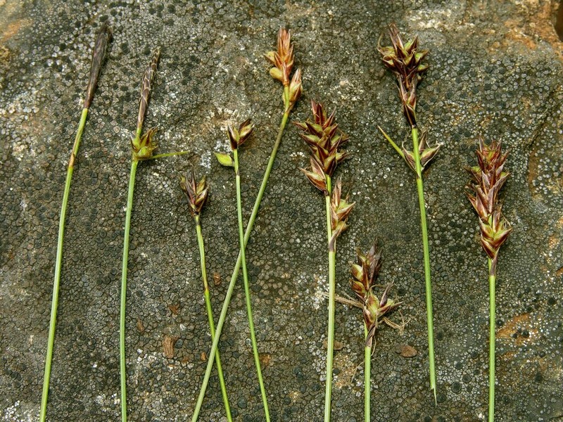 Serpentine Sedge photo 2