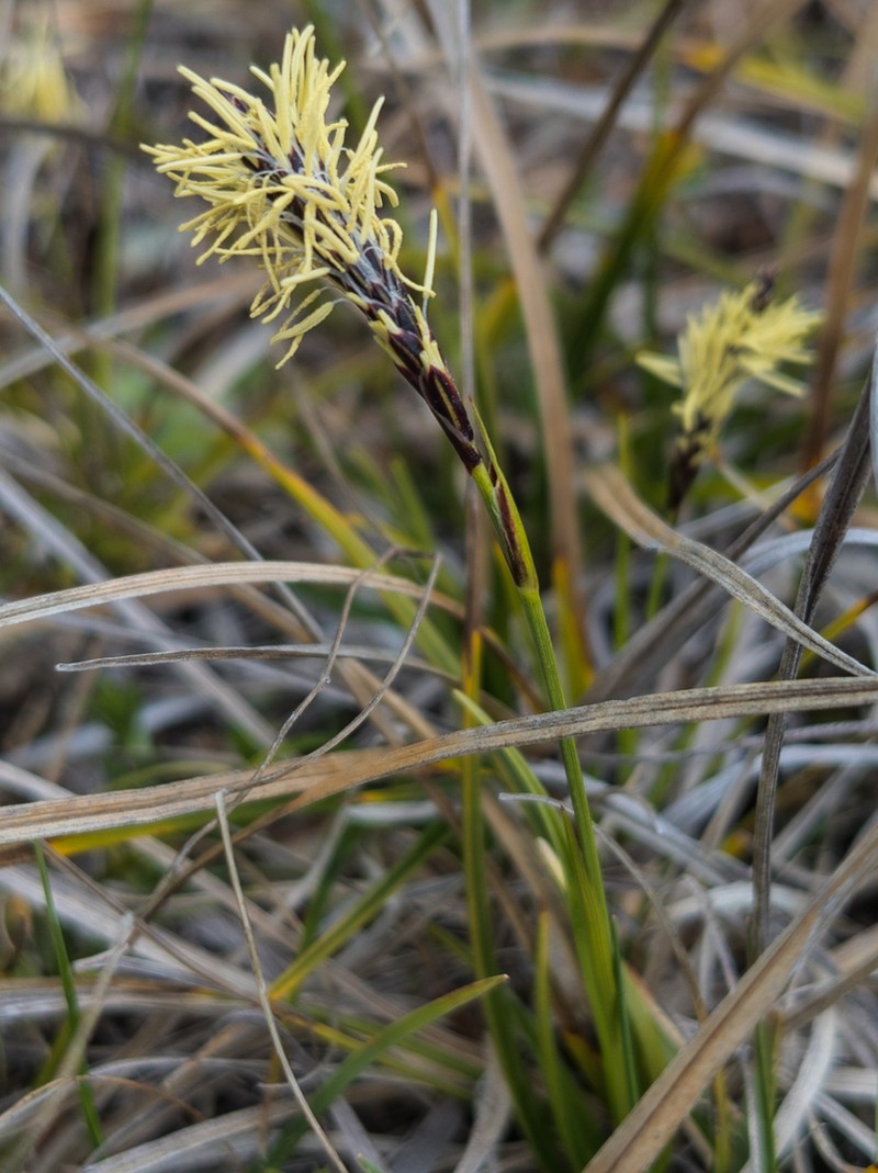 Serpentine Sedge photo 3
