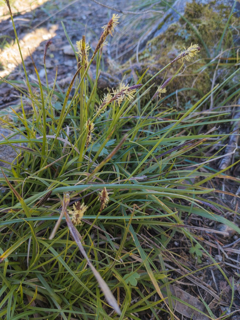 Serpentine Sedge photo 4