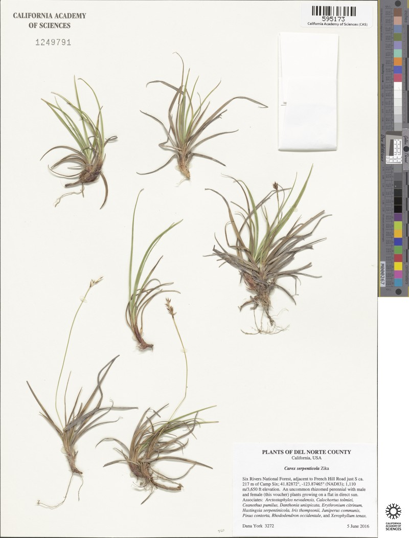 Serpentine Sedge photo 5