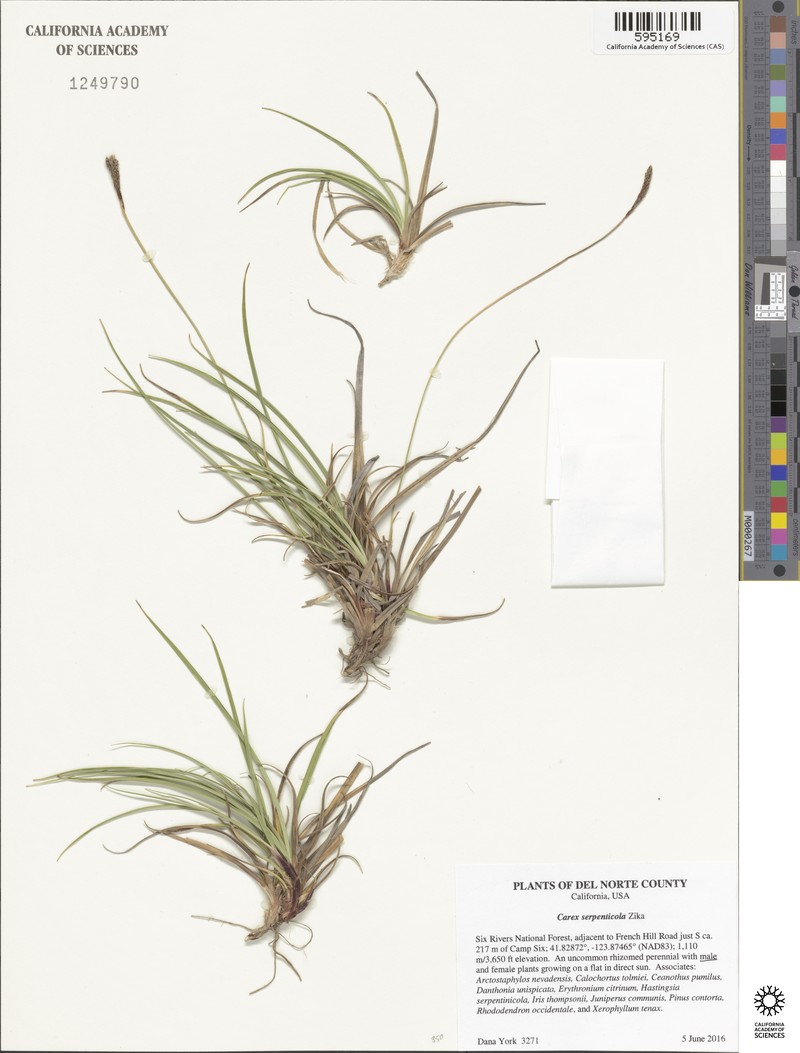 Serpentine Sedge photo 6