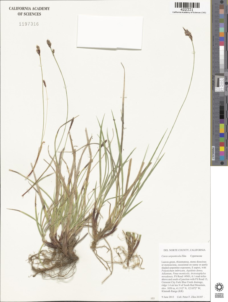 Serpentine Sedge photo 7