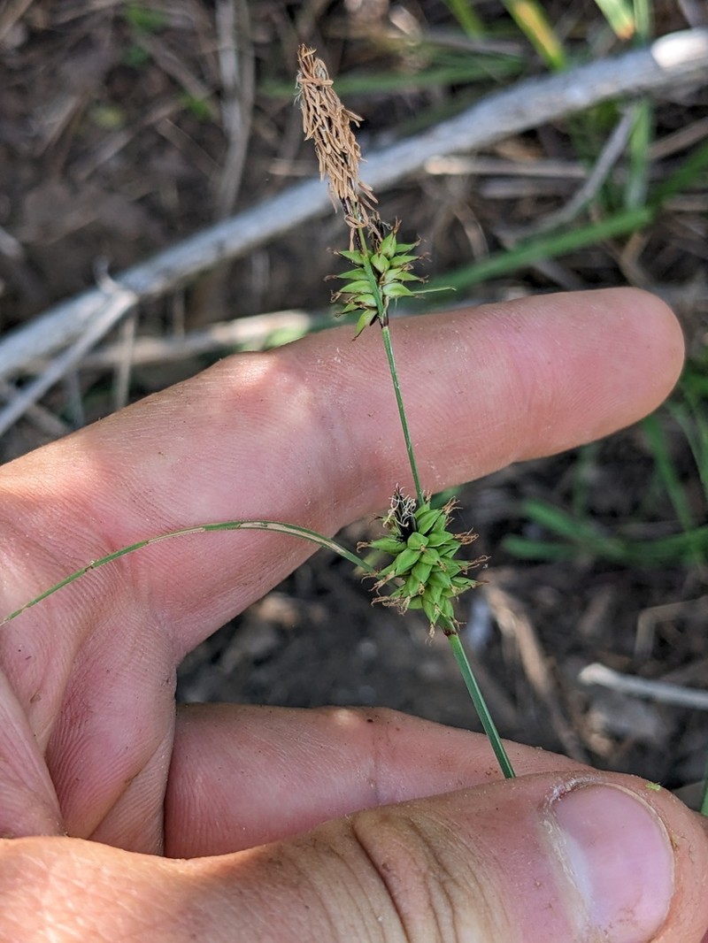 Twotooth Sedge