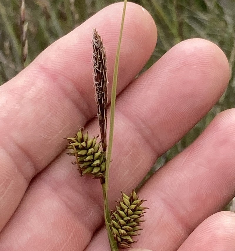 Twotooth Sedge photo 2