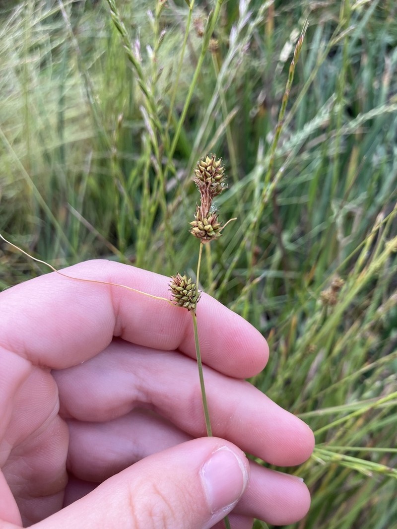 Twotooth Sedge photo 3