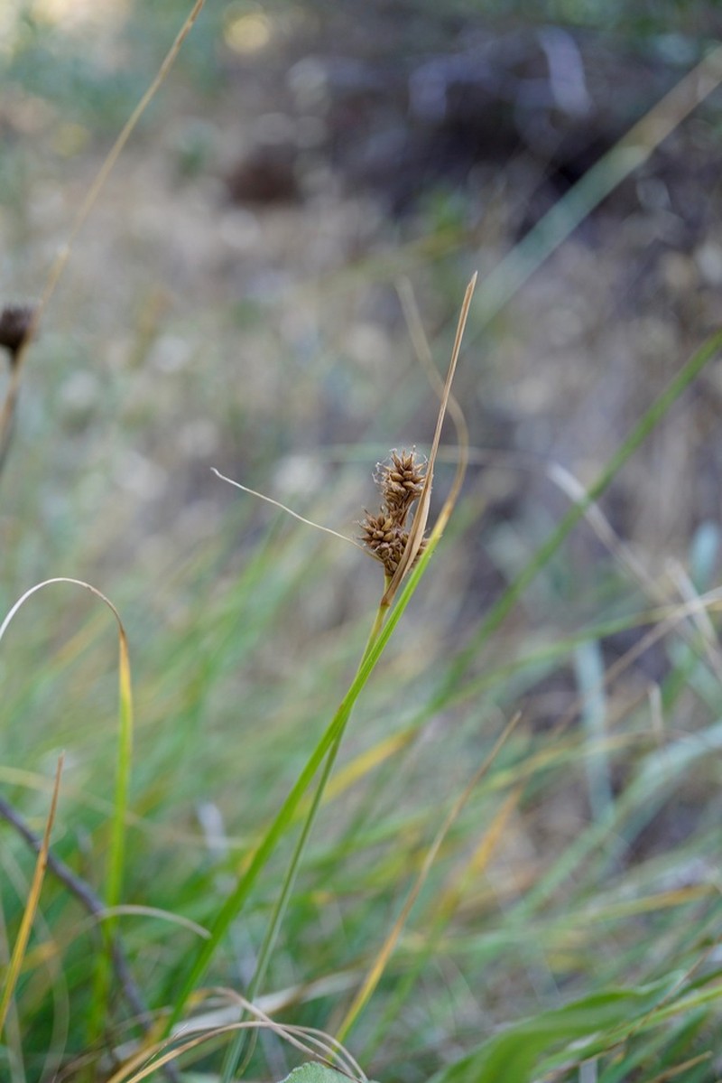 Twotooth Sedge photo 4