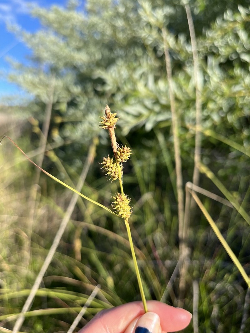 Twotooth Sedge photo 5