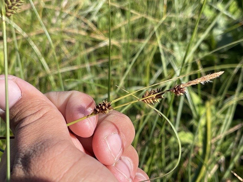 Twotooth Sedge photo 6