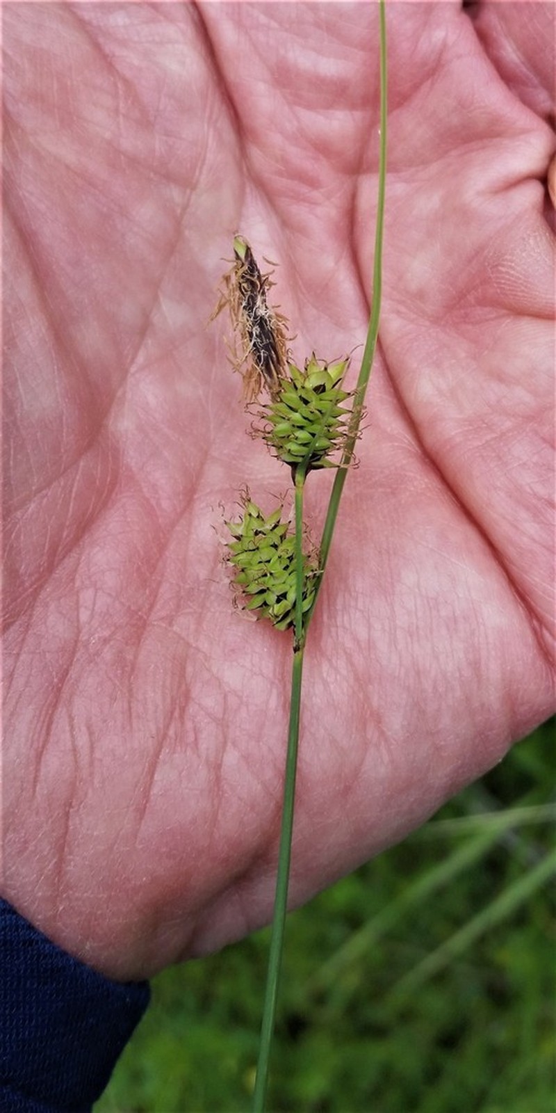 Twotooth Sedge photo 7