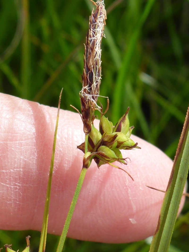 Twotooth Sedge photo 8