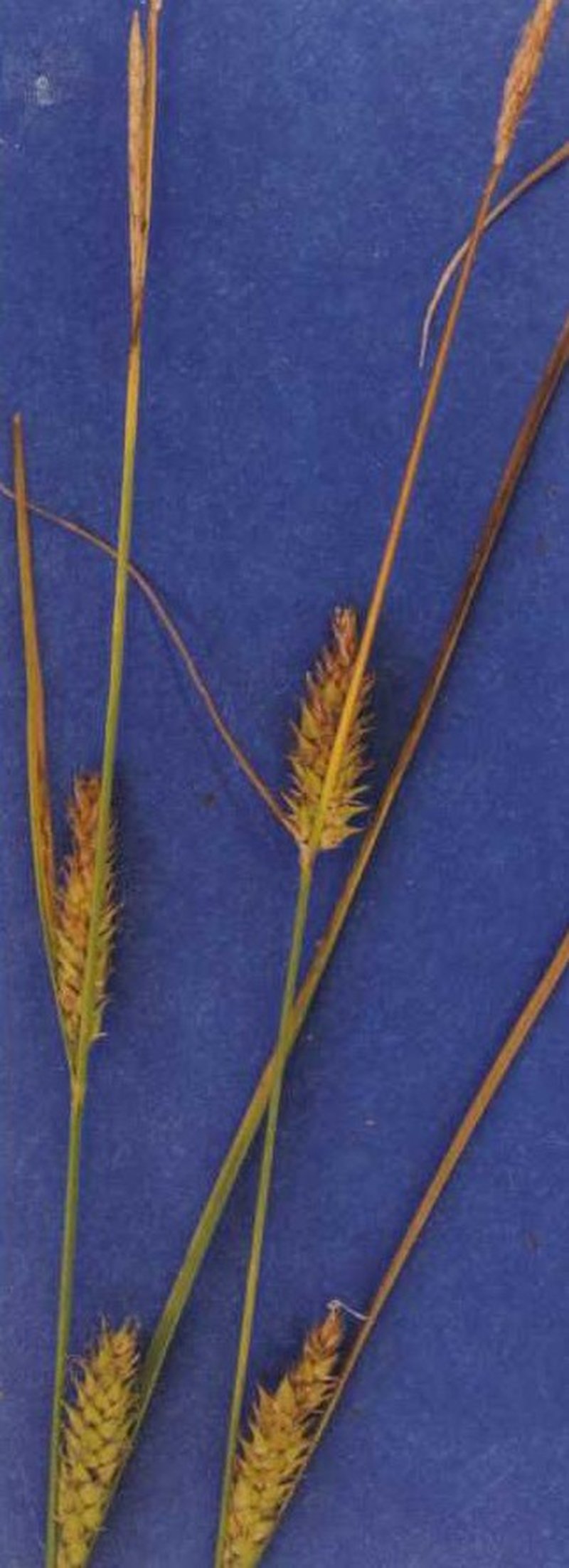 Sheldon's Sedge
