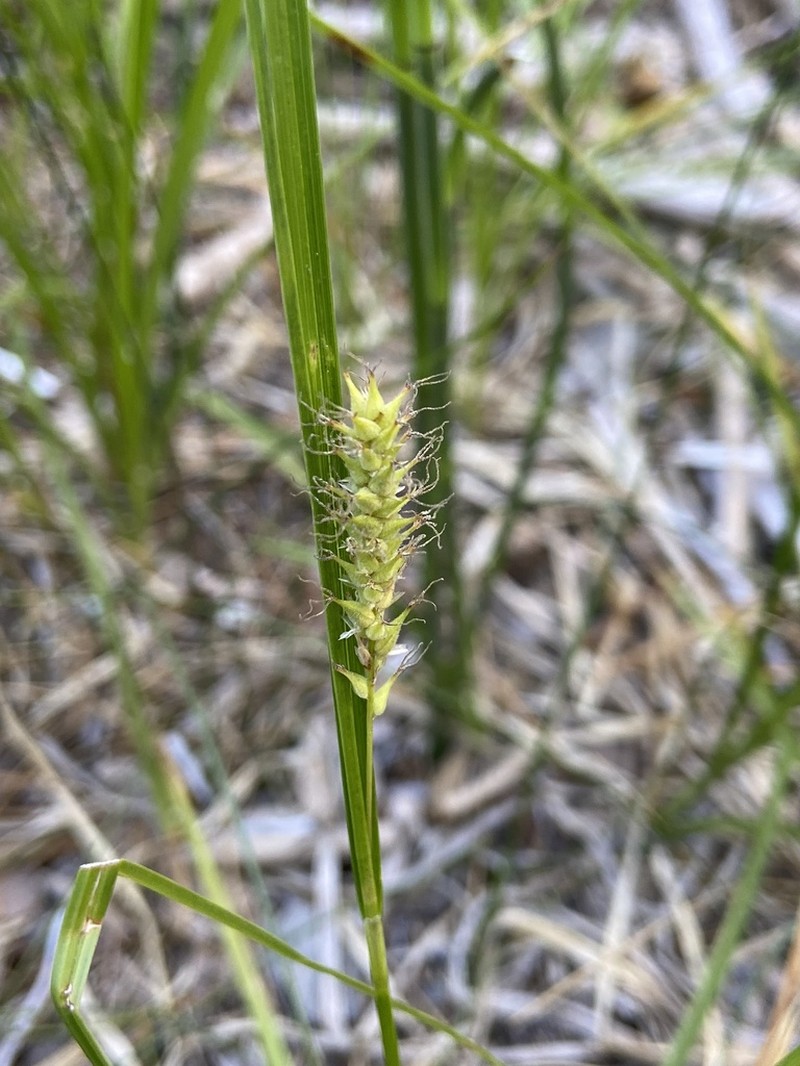 Sheldon's Sedge photo 3