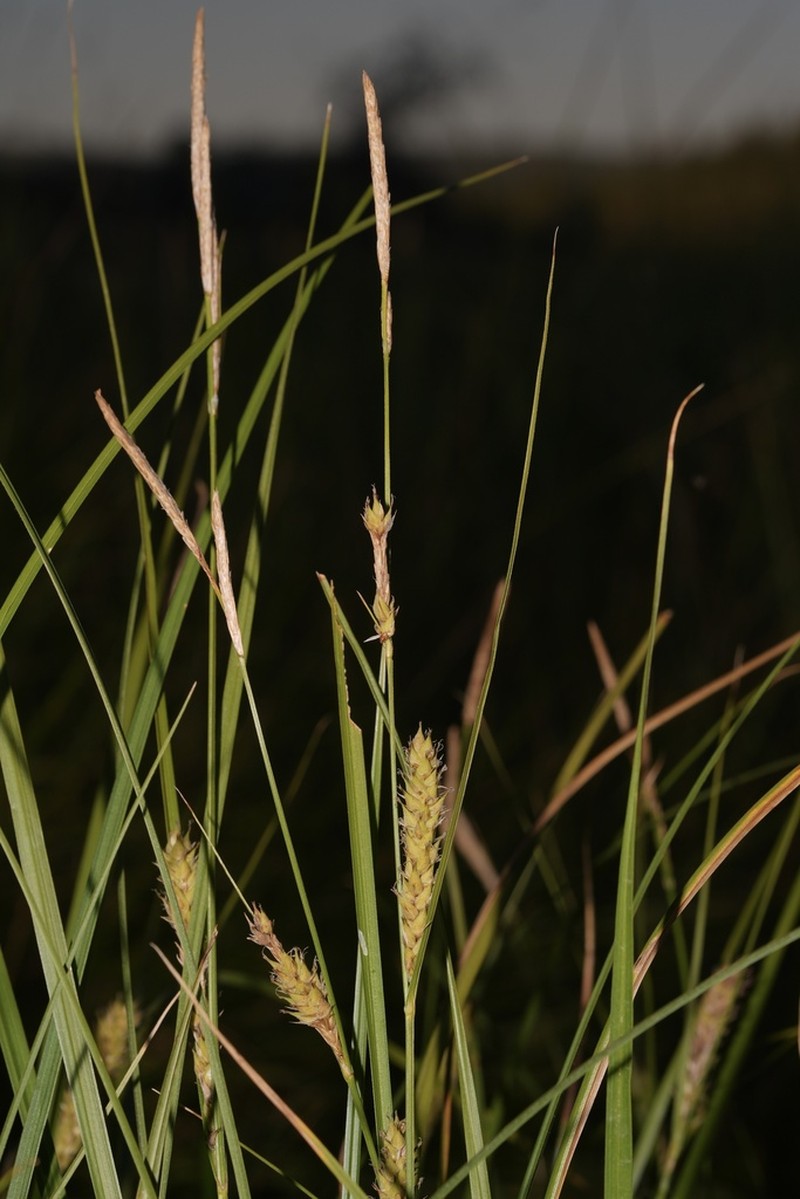 Sheldon's Sedge photo 4