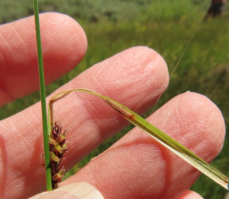Sheldon's Sedge photo 5