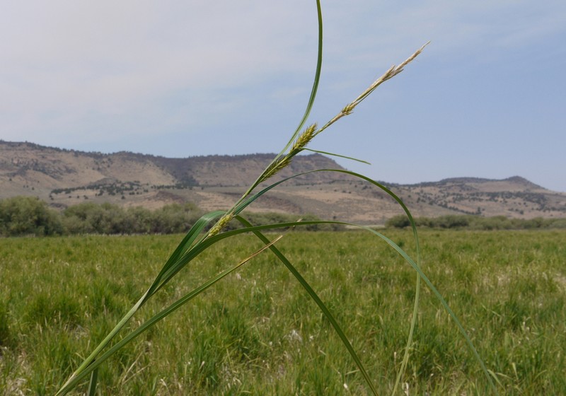 Sheldon's Sedge photo 6