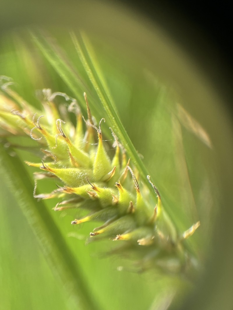 Sheldon's Sedge photo 7